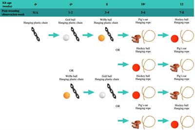 Diversity and novelty in environmental enrichment increases enrichment use in juvenile American mink (Neogale vison)
